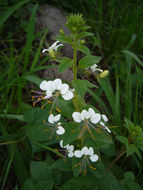 Image of <i>Cleome aculeata</i> var. <i>cordobensis</i>