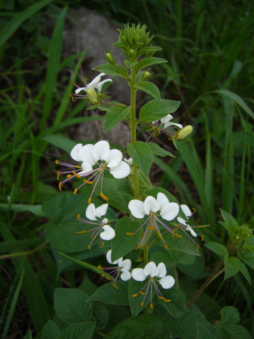 Image of <i>Cleome aculeata</i> var. <i>cordobensis</i>