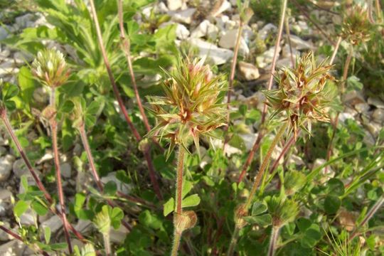 Image of star clover