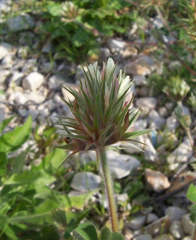 Image of star clover