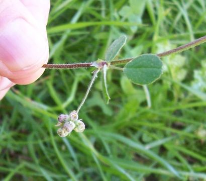 Слика од Medicago coronata (L.) Bartal.