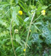 Слика од Medicago coronata (L.) Bartal.