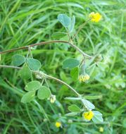 Слика од Medicago coronata (L.) Bartal.