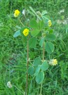 Слика од Medicago coronata (L.) Bartal.