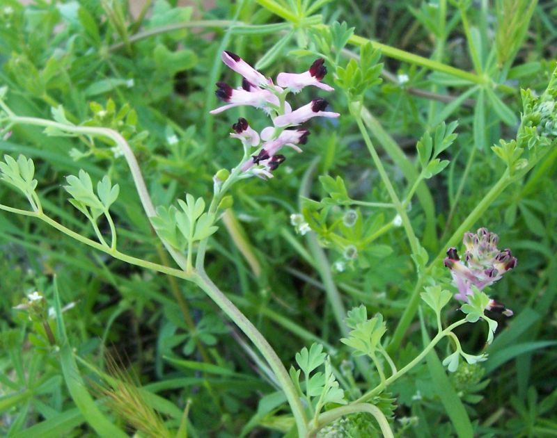 Image of white ramping fumitory