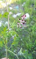 Image of white ramping fumitory