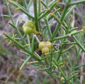 صورة Colletia spinosissima J. F. Gmel.