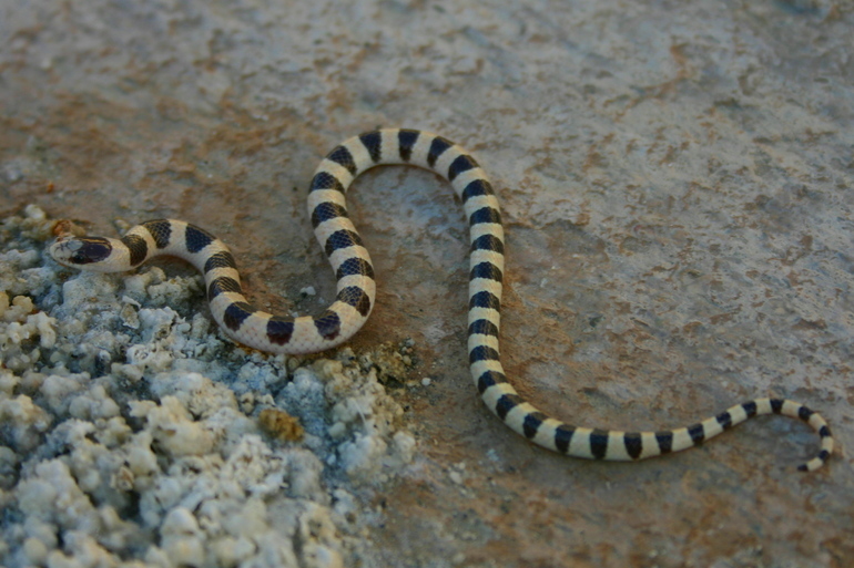 Image of Western Shovel-nose Snake