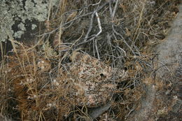 صورة Crotalus mitchellii (Cope 1861)