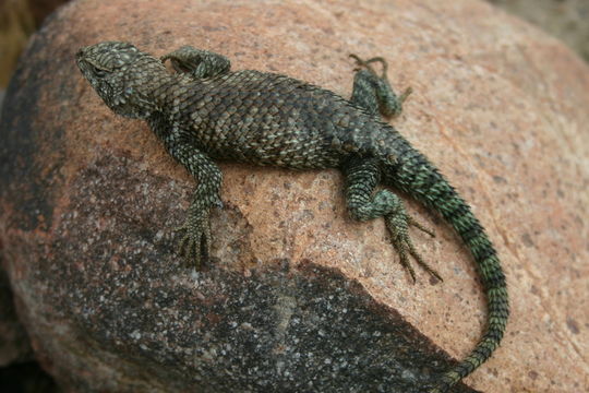 Image of Granite Spiny Lizard