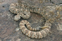 صورة Crotalus mitchellii (Cope 1861)