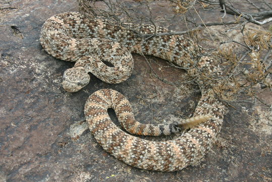 صورة Crotalus mitchellii (Cope 1861)