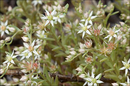 Sedum hispanicum L. resmi