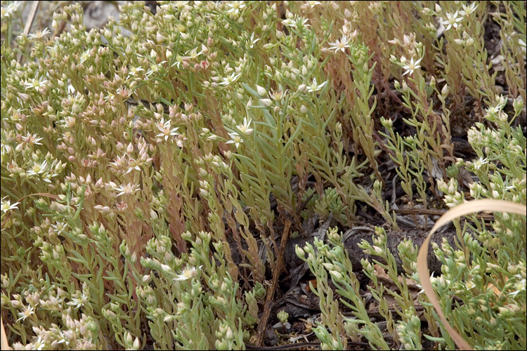 Sedum hispanicum L. resmi