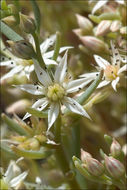 Sedum hispanicum L. resmi