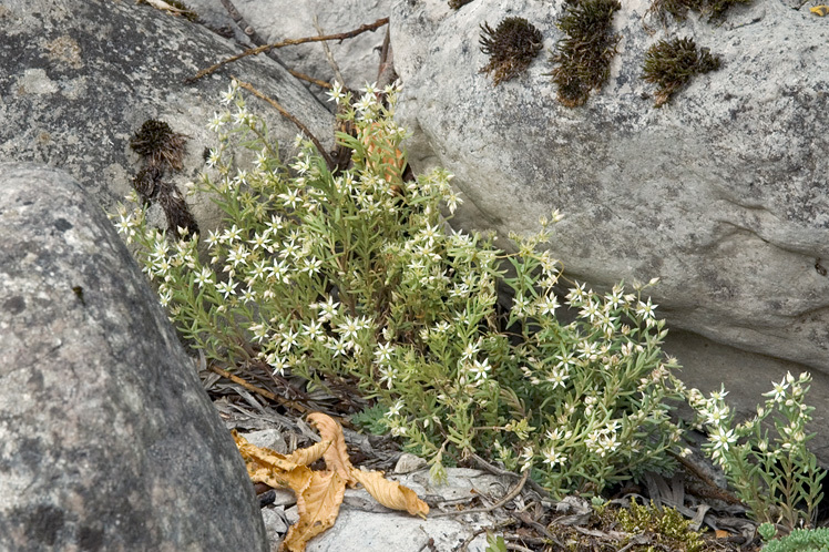 Sedum hispanicum L. resmi