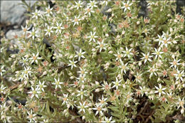 Sedum hispanicum L. resmi