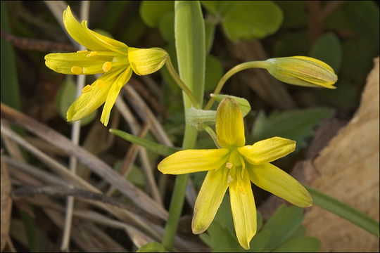 Image of yellow star of Bethlehem