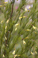 Слика од Asparagus tenuifolius Lam.