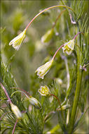 Слика од Asparagus tenuifolius Lam.