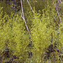 Image of Asparagus tenuifolius Lam.