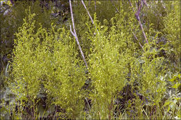 Слика од Asparagus tenuifolius Lam.