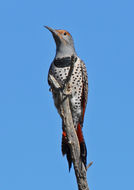 Image of Northern Flicker