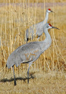 Image of sandhill crane