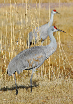 Image of sandhill crane