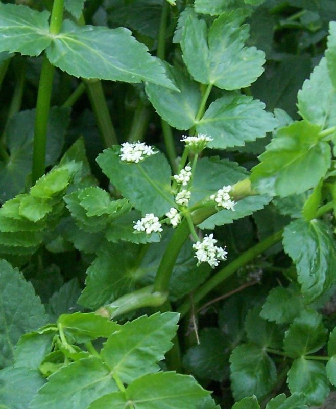 Image of <i>Apium nodiflorum</i>