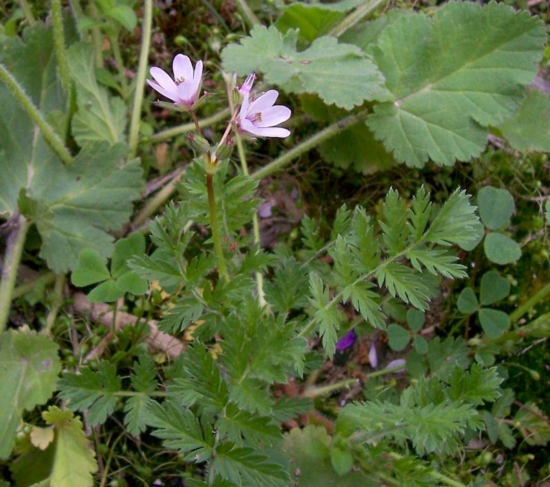 Image of Common Stork's-bill