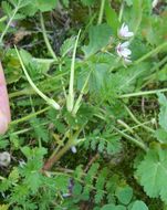 Image of Common Stork's-bill