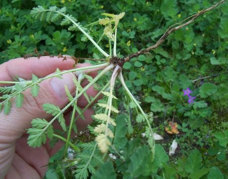 Image of Common Stork's-bill