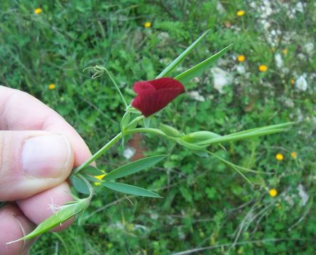 Image of red pea