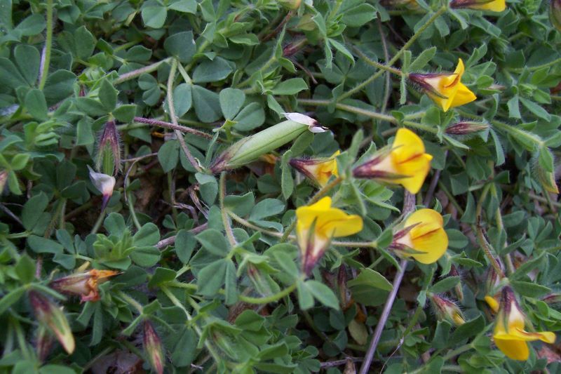 Image de Lotus edulis L.