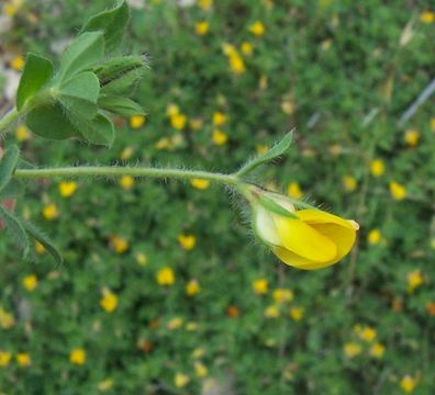 Слика од Lotus edulis L.