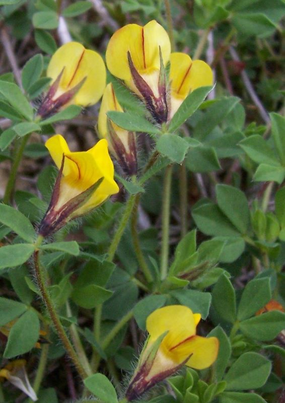 Image de Lotus edulis L.