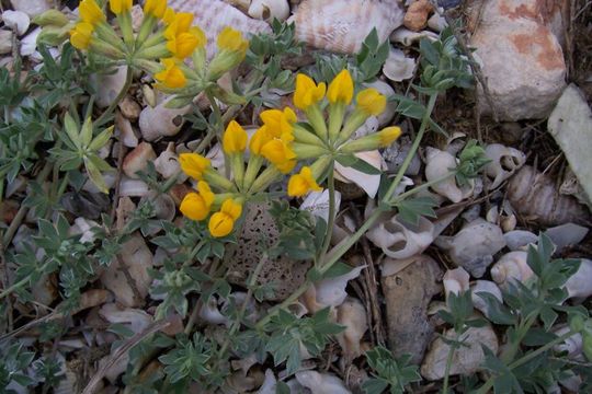 Image of creta trefoil