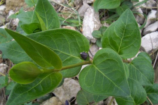 Image of Greater Periwinkle