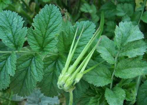 Image of musky stork's bill