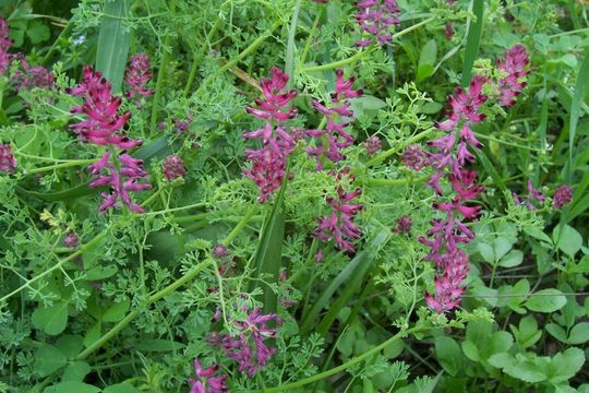 Image of Common Fumitory