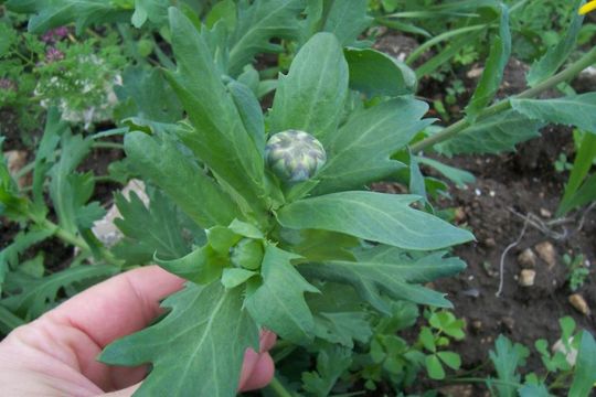 Glebionis segetum (L.) Fourr. resmi