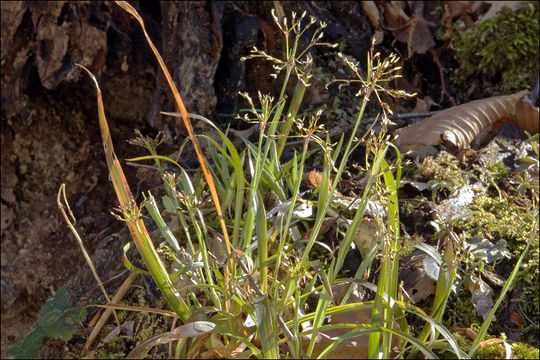 Image of hairy woodrush