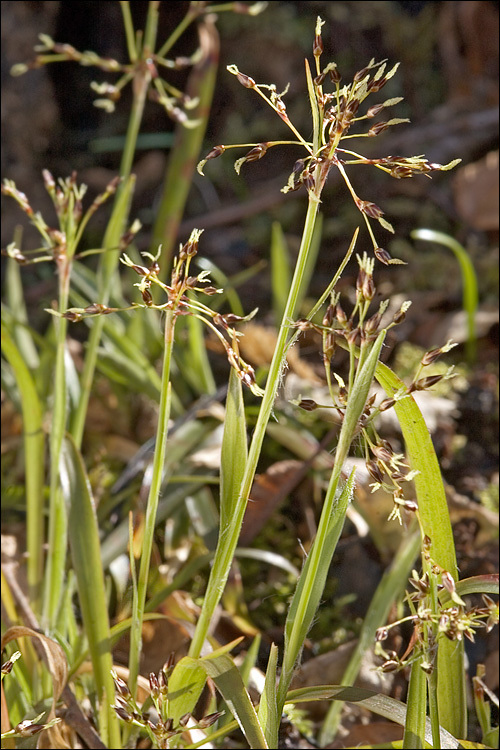 Imagem de Luzula pilosa (L.) Willd.