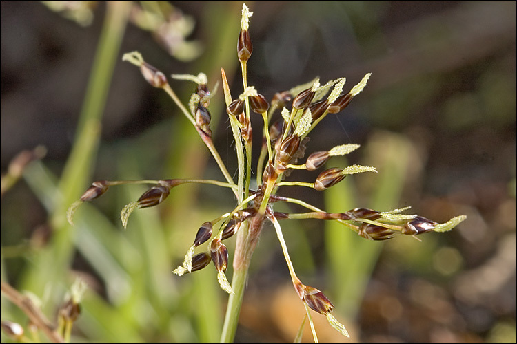 Imagem de Luzula pilosa (L.) Willd.