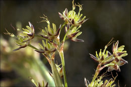 Imagem de Luzula pilosa (L.) Willd.