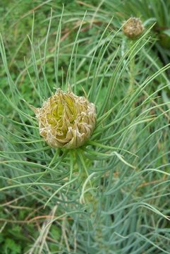 Image of yellow asphodel