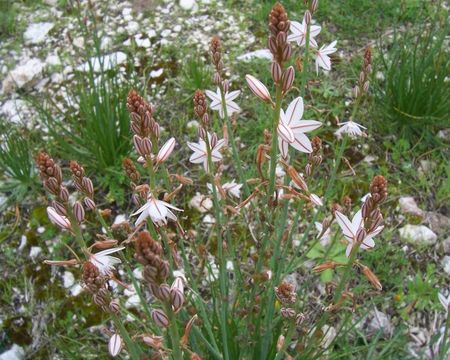 Image of onionweed