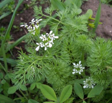 Image of shepherdsneedle