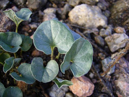 Imagem de Dichondra sericea Sw.